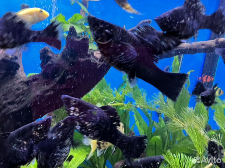 Рыбка аквариумная моллинезия