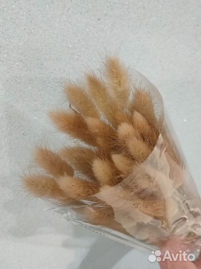 Сухоцветы лагурус