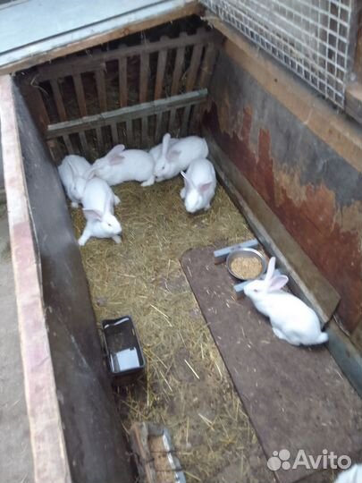 Продам кроликов на развод