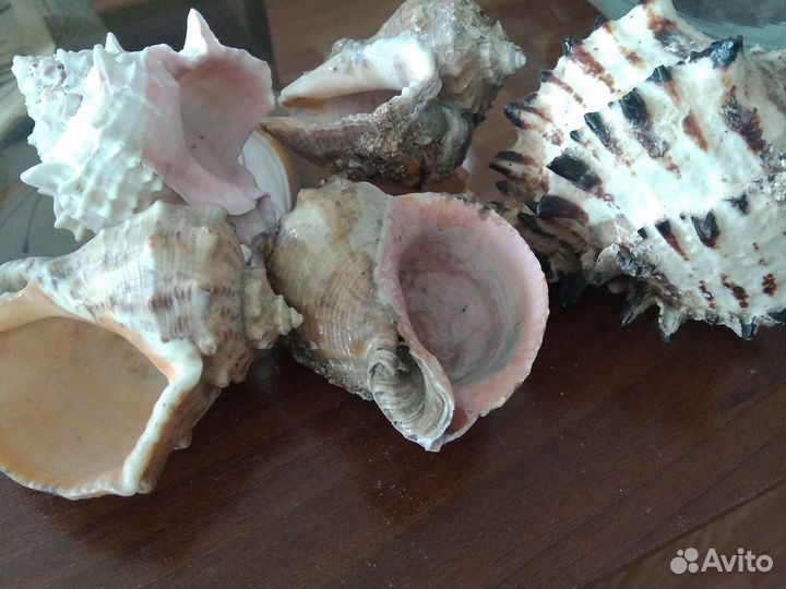 Флорариум с ракушками