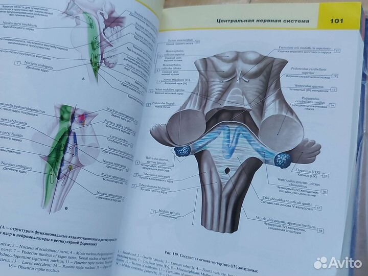 Анатомия человека 1 и 3 том