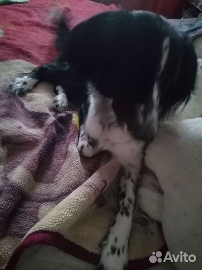 Собачка в добрые руки