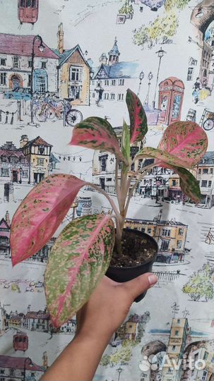 Аглаонема тайская