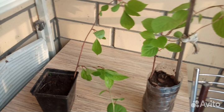 Китайский лимонник