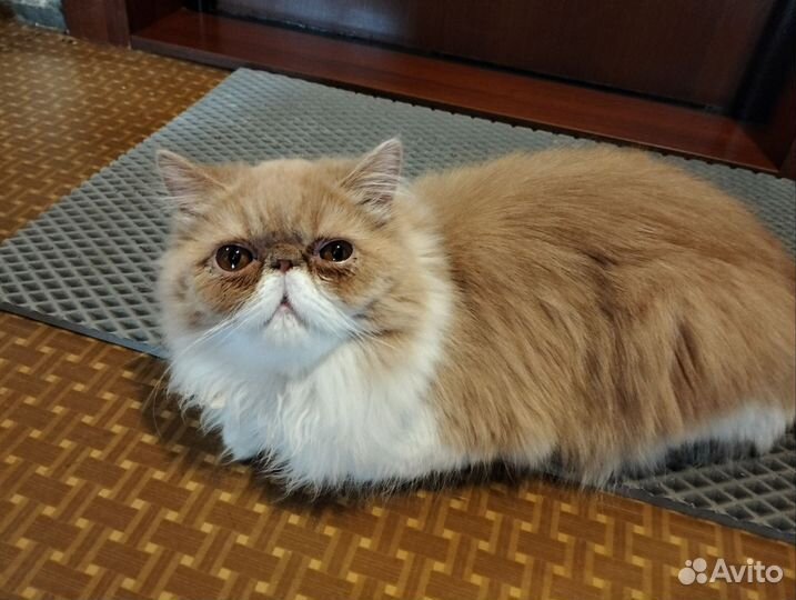 Персидская