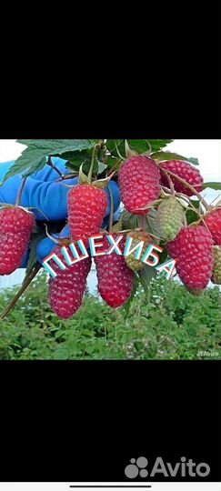 Саженцы малины