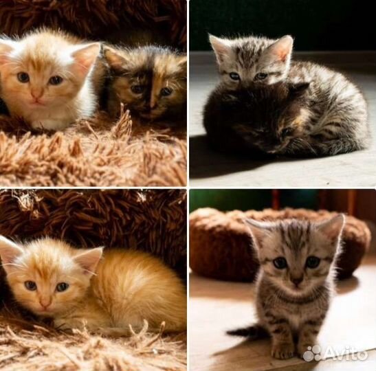 Котята ищут дом