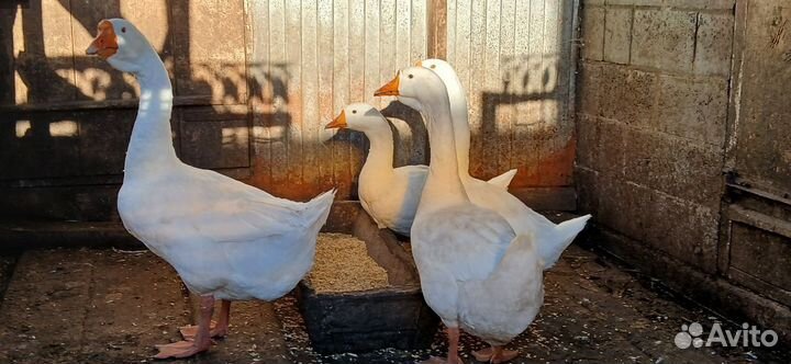 Продаются гуси