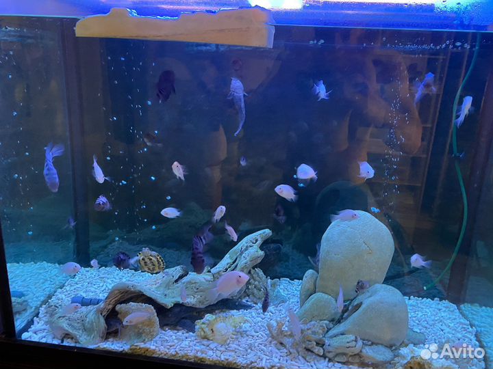 Большой качественный аквариум