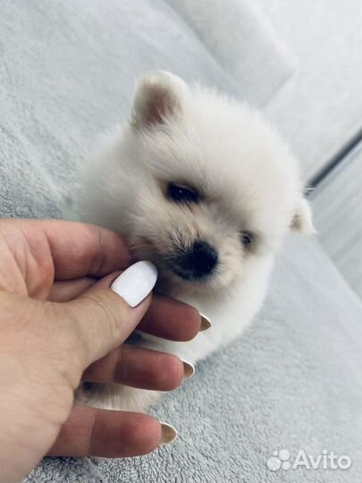 Щенки шпица