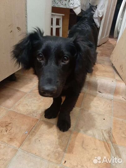 Щенок в добрые руки бесплатно