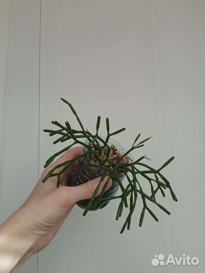 Суккуленты