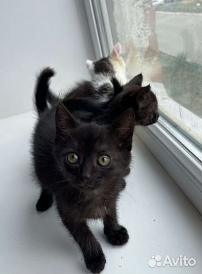 Две черные девочки