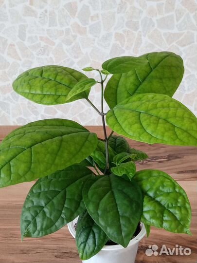 Клеродендрум. Альтернатера