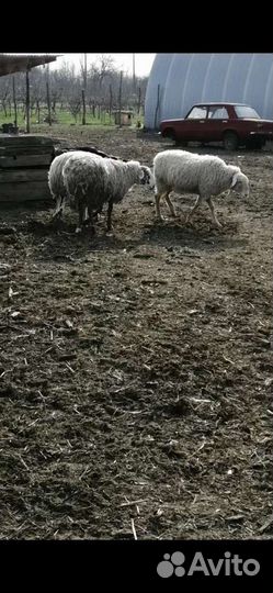 Бараны и Овцы (Немцы метисы и Гисары)