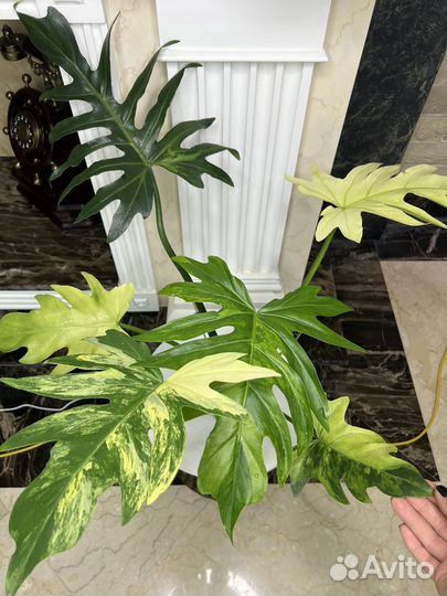 Филодендрон радиатум