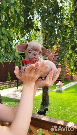 Крошка на ладошке. Лиловая малышка