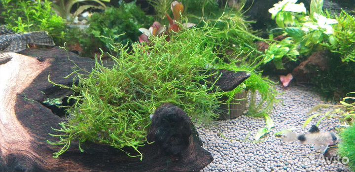 10 разных аквариумных растений за шоколадку