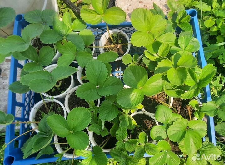 Усы сортовой клубники