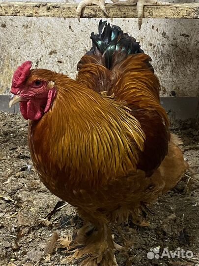 Петух брама