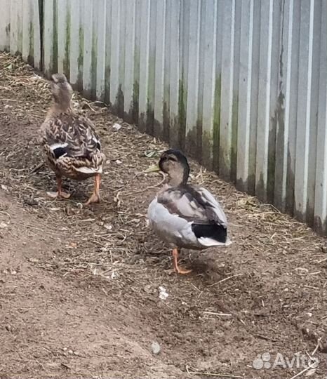 Утки кряквы семья