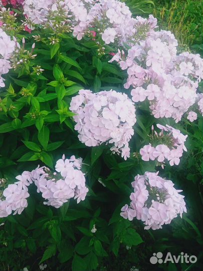 Флоксы кустики