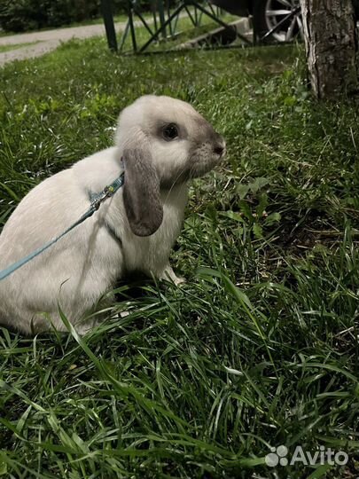 Вязка кроликов