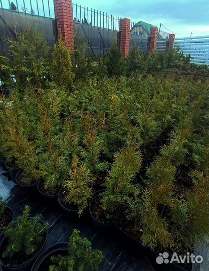 Туя смарагд