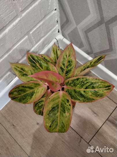 Аглаонема сальмон фэнтези комнатные растения цветы