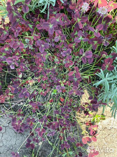 Декоративные кустарники