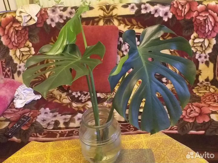 Монстера 3 большие резные листа с корнем