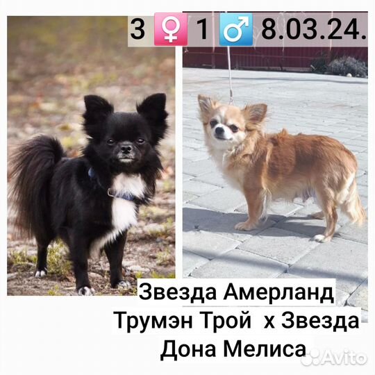 Девочка чихуахуа