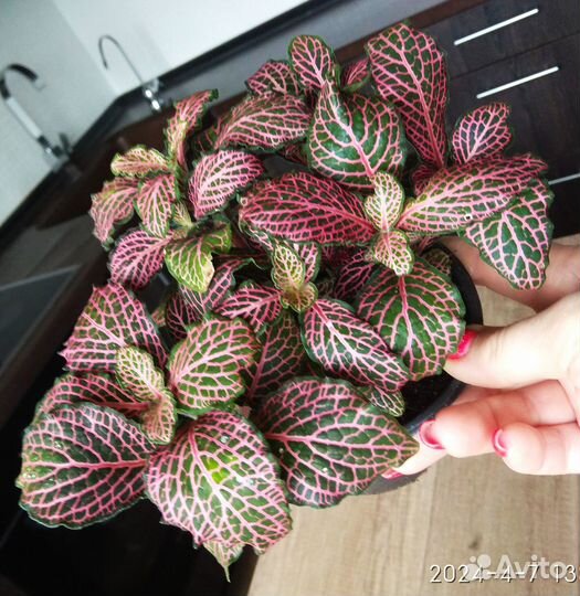 Фиттония Вершаффельта Pink