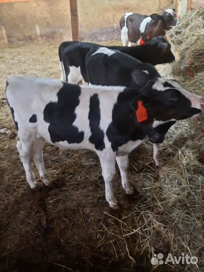 Телята бычки бык