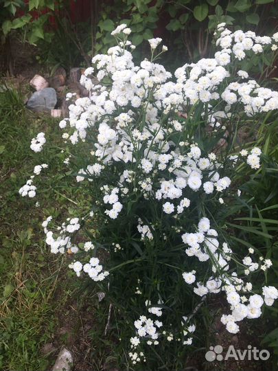 Многолетние растения