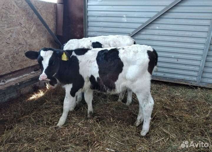 Телята бычки