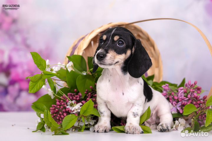 Такса девочка кроличья Пайболд