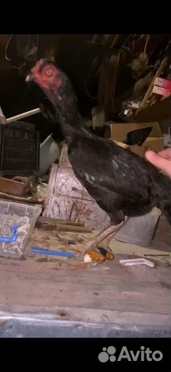 Бойцовые куры