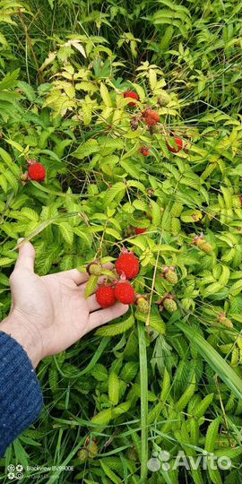 Тибетская малина