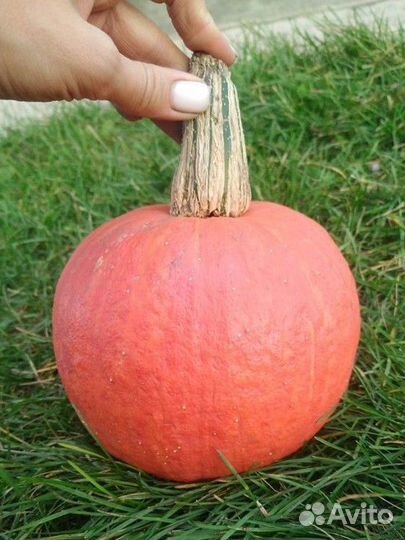 Тыква десертная