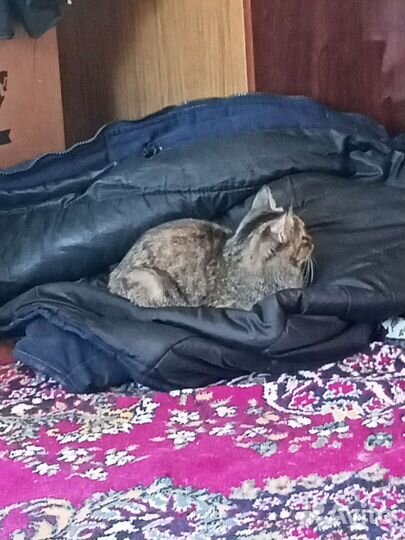 Кошка в дар