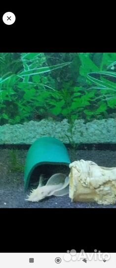 Анцитрусы вуалевые