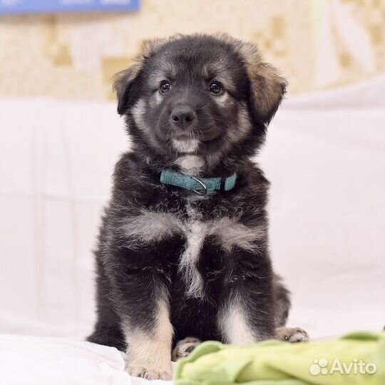 Чудесные малыши в любящие ручки