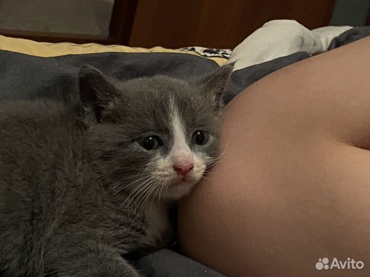 Кот в добрые руки,1 месяц