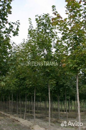 Клен Остролистный/400-500 см о/с 12-14-16