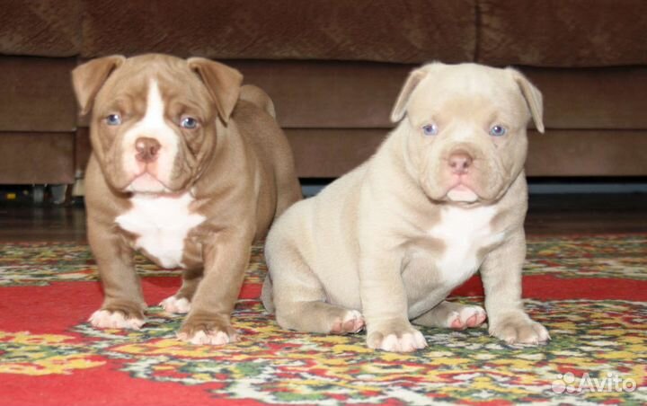 Щенки Американского Булли