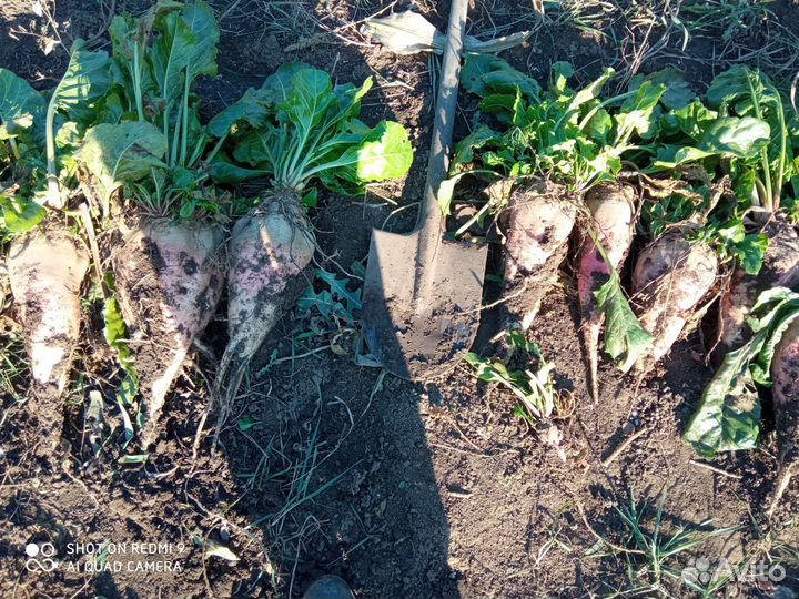 Семена свёклы кормовой полусахарная розовая