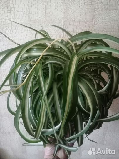 Хлорофитум кудрявый