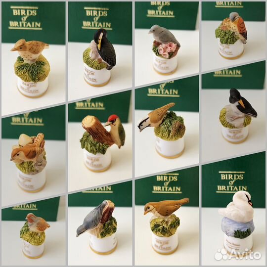 Наперсток птицы Британии