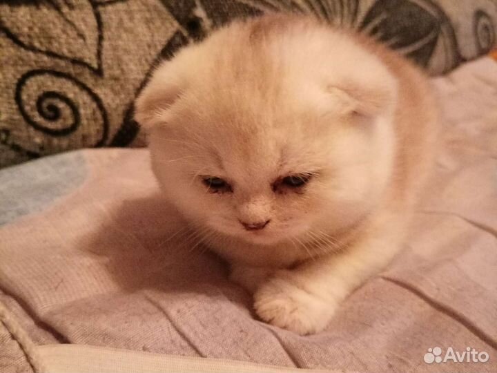 Шотландская шиншила